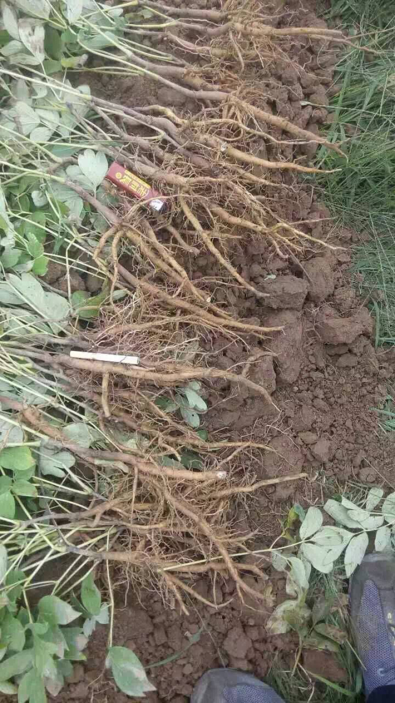 牡丹苗，二年油用牡丹苗，一年生油牡丹种苗批发