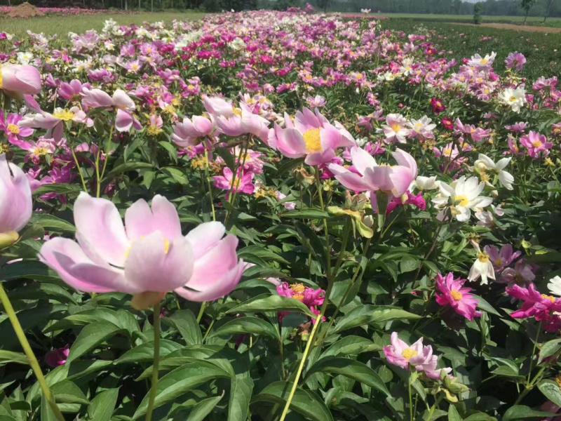 芍药苗，赤芍苗，改良赤芍种苗价格，白花赤芍苗批发