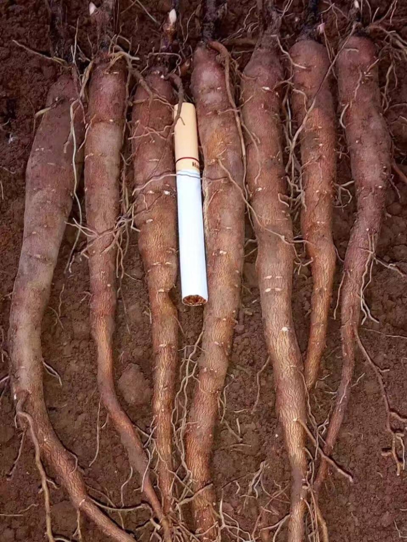芍药苗，赤芍苗，改良赤芍种苗价格，白花赤芍苗批发