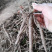 芍药苗，赤芍苗，改良赤芍种苗价格，白花赤芍苗批发