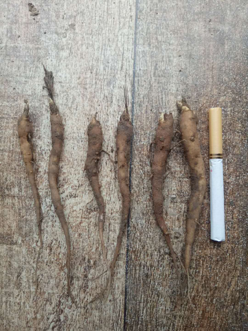 芍药苗，赤芍苗，改良赤芍种苗价格，白花赤芍苗批发