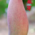 红象牙芒果