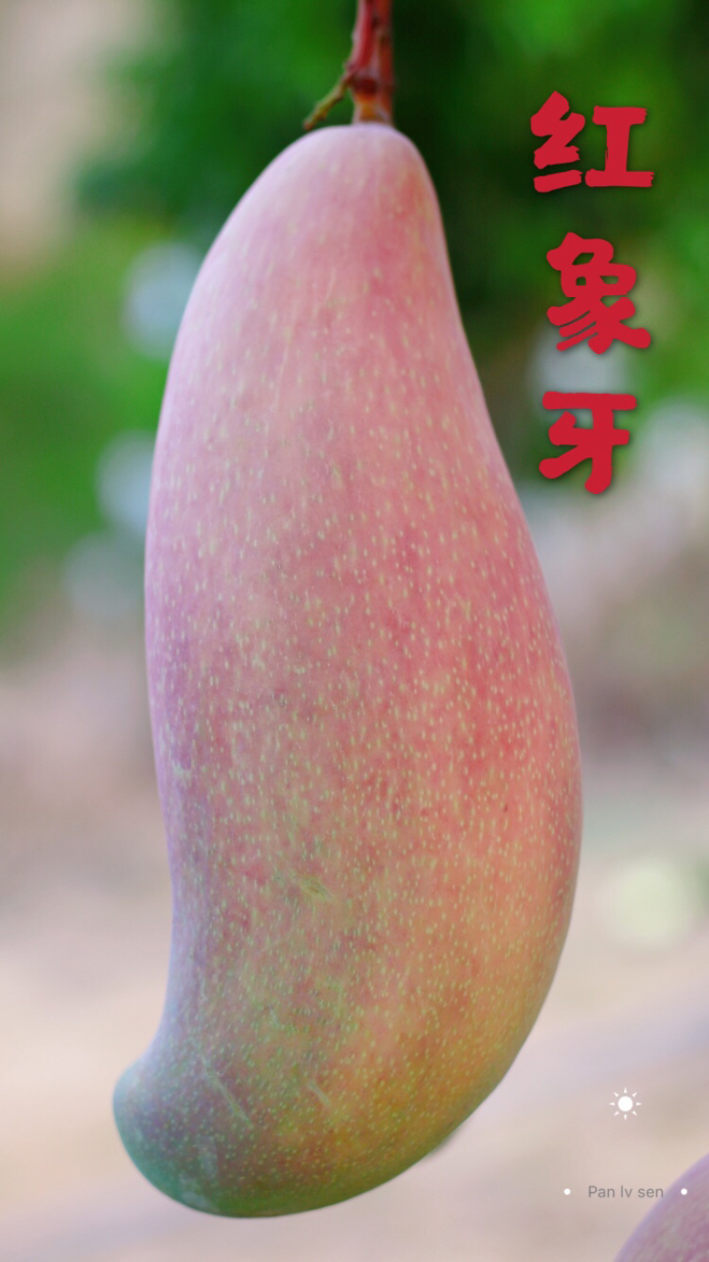 红象牙芒果