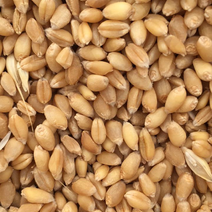 小麦容重800到810左右一手货源品质保证量大从优基地直