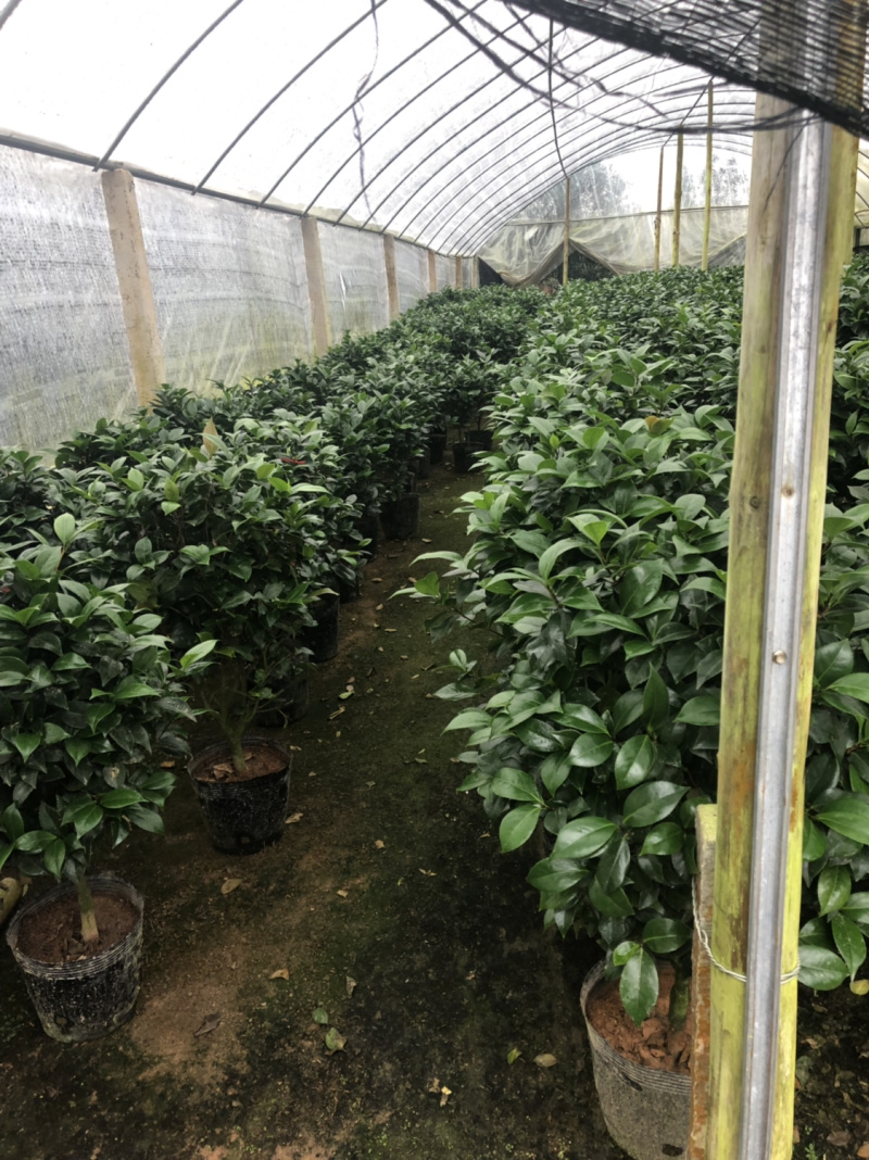 五色赤丹茶花袋苗大小规格7000棵左右