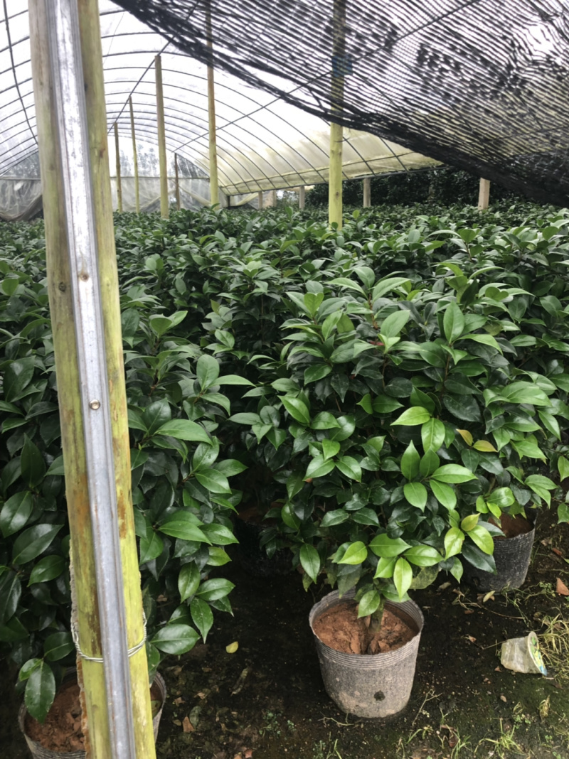 五色赤丹茶花袋苗大小规格7000棵左右