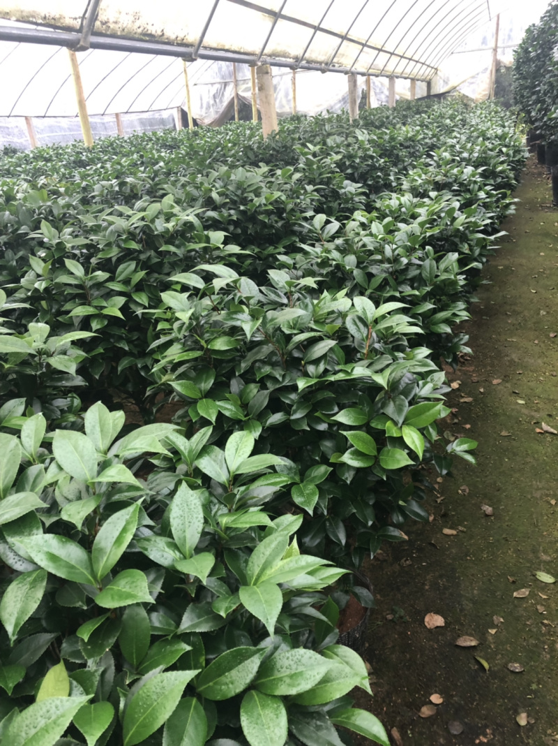 五色赤丹茶花袋苗大小规格7000棵左右