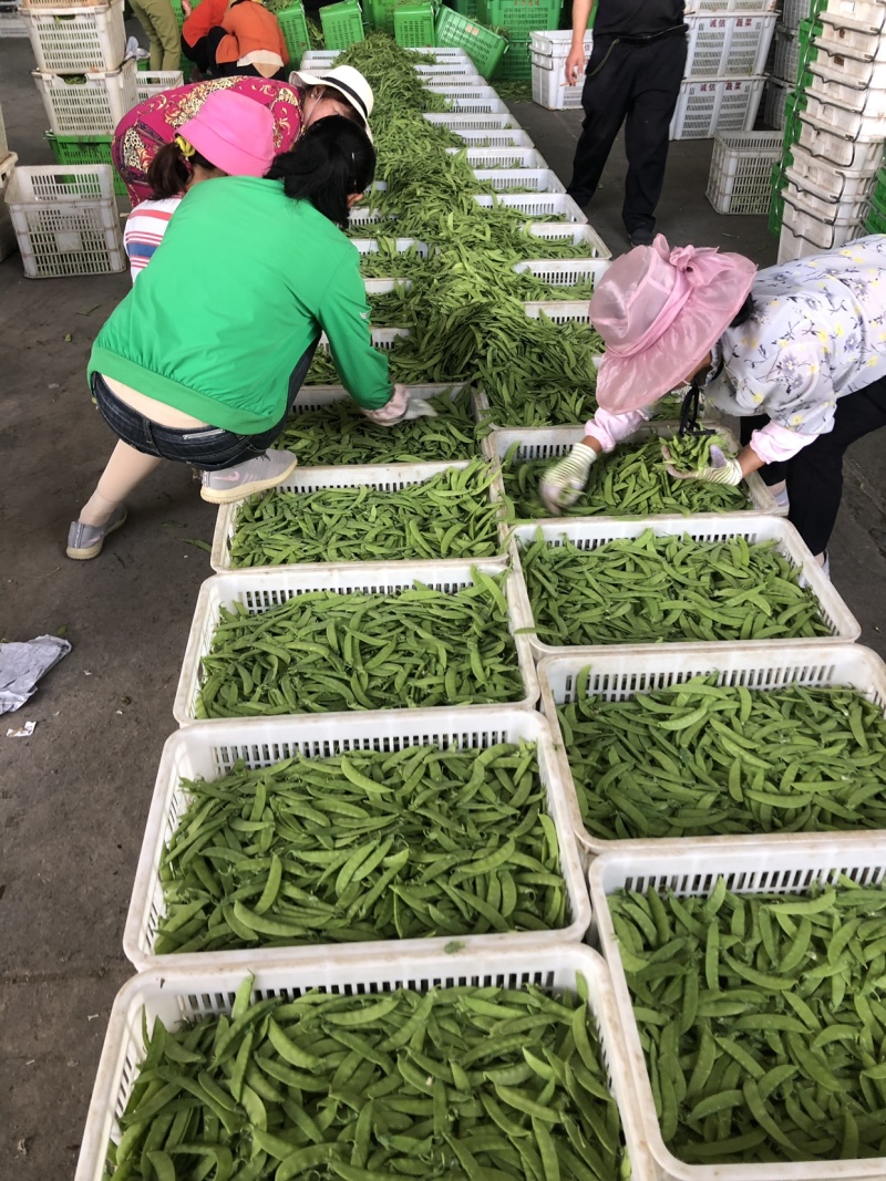 夹豆