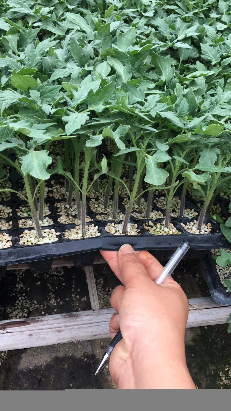 抗病毒，早秋延耐热品种花量大