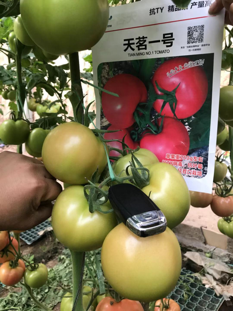 抗病毒，早秋延耐热品种花量大