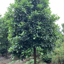 香泡树10-15公分全冠精品香泡树萧山基地直发