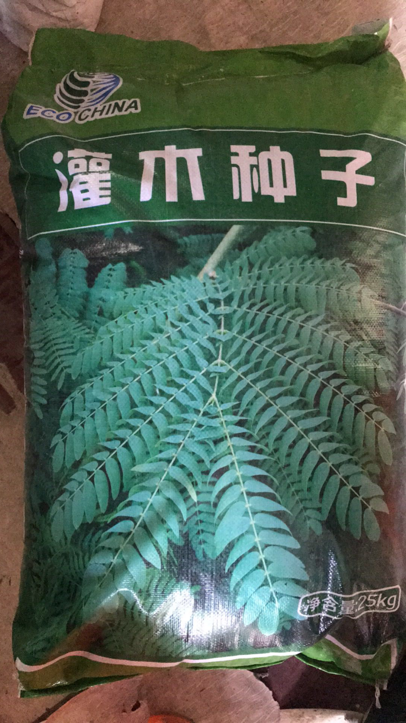 紫穗槐种子