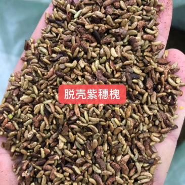 紫穗槐种子