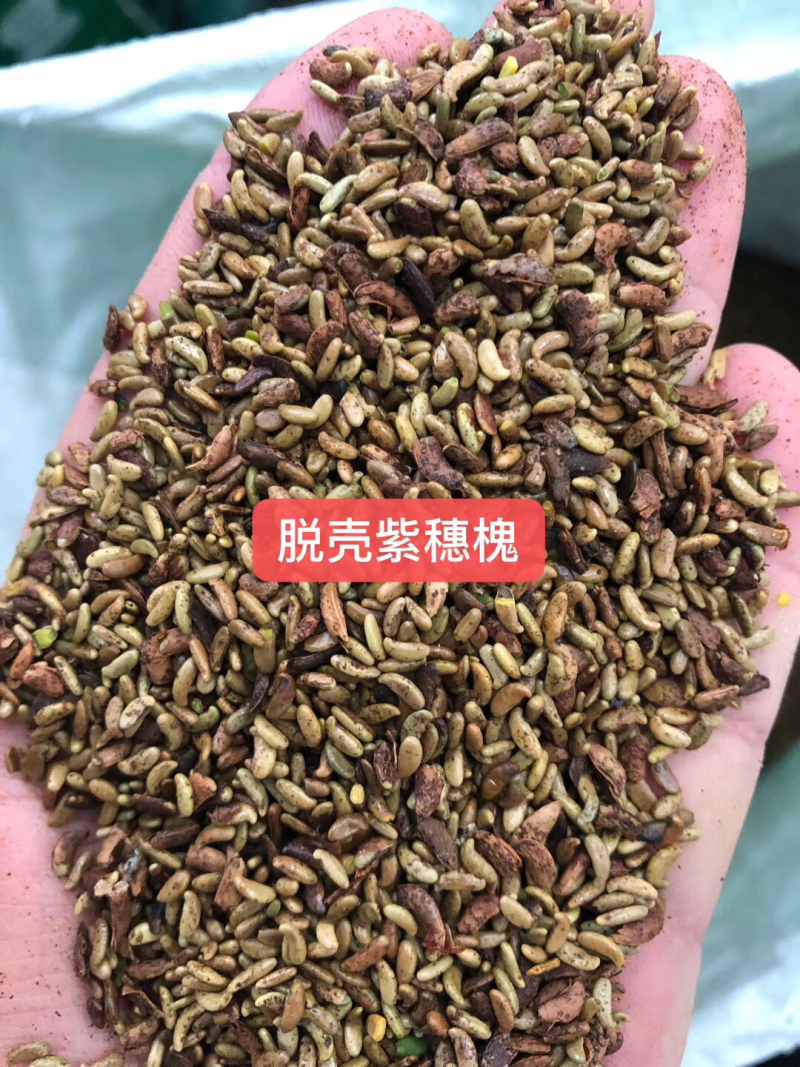 紫穗槐种子
