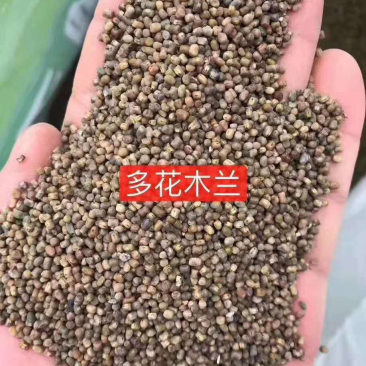多花木兰种子