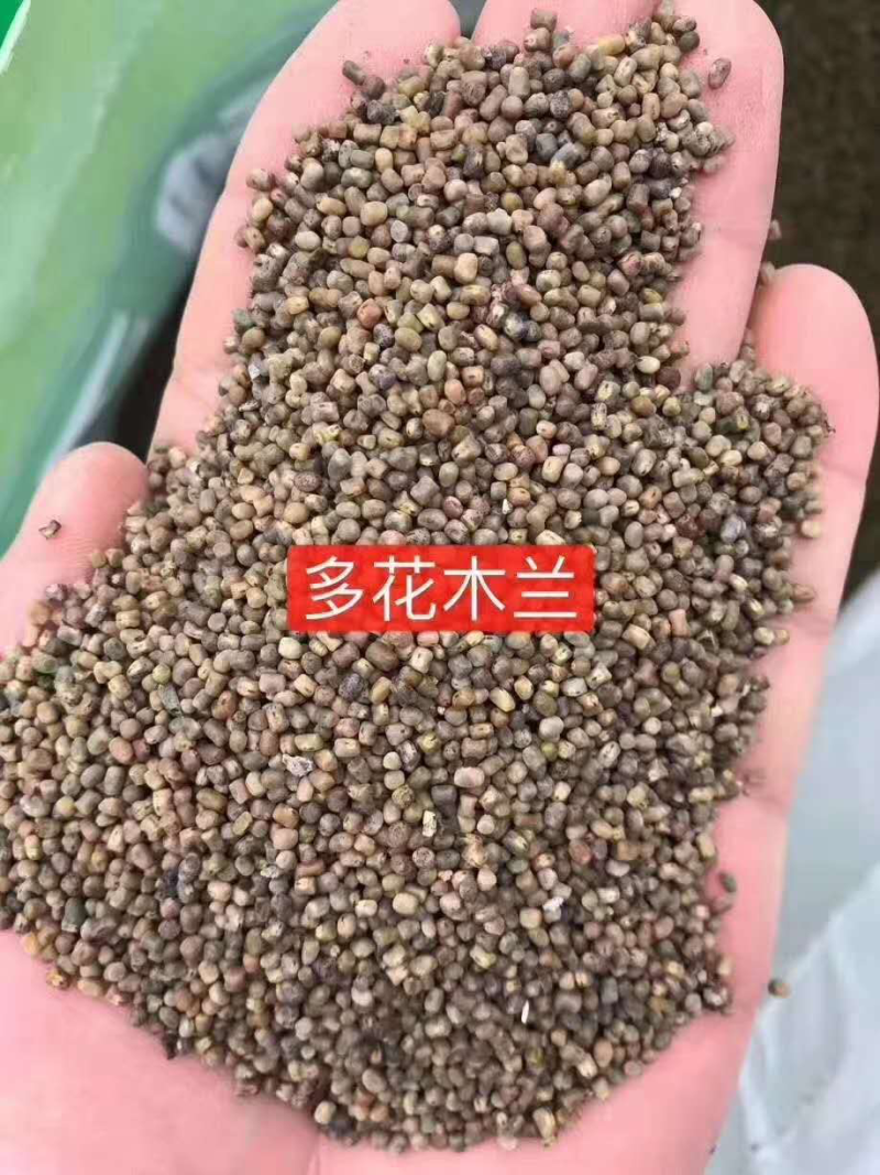 多花木兰种子