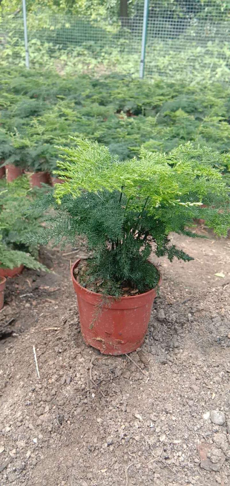 提根绿宝幸福树，文竹，小文竹48装，