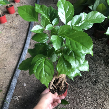 提根绿宝幸福树，文竹，小文竹48装，