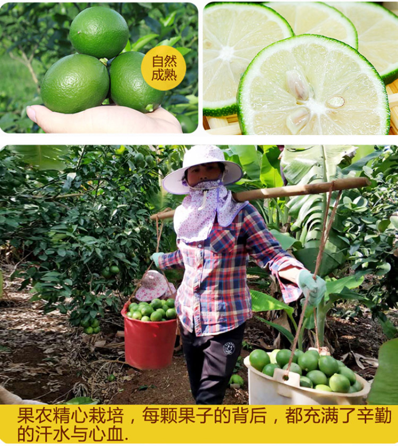 【一件代发】青柠檬3斤大果量大从优包邮到家