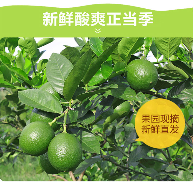 【一件代发】青柠檬3斤大果量大从优包邮到家