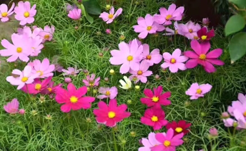 波斯菊种子