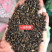 刺槐种子