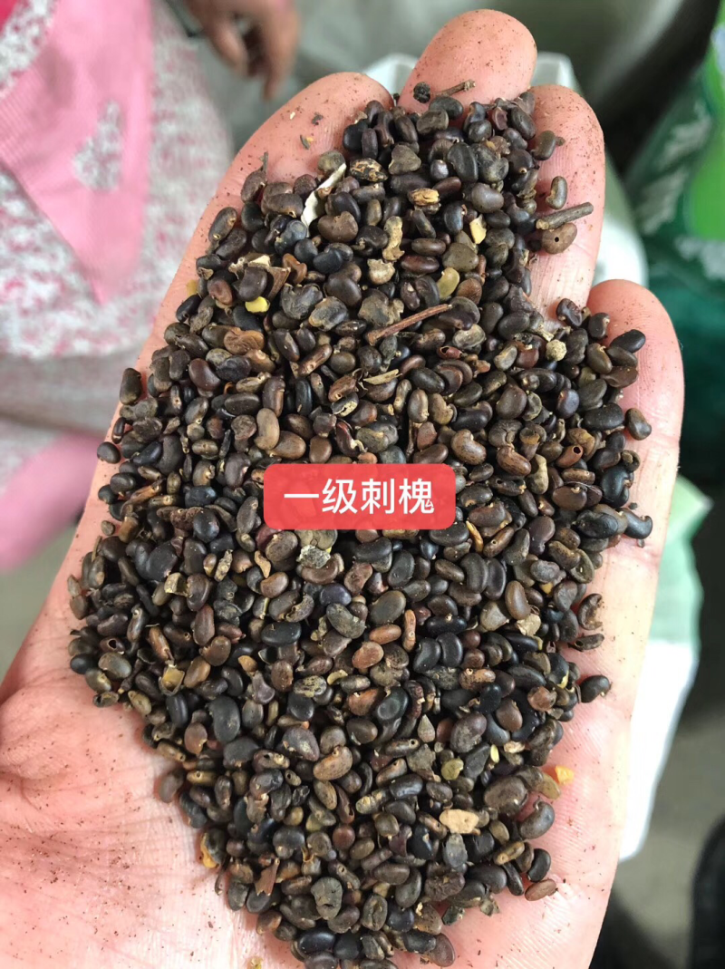 刺槐种子