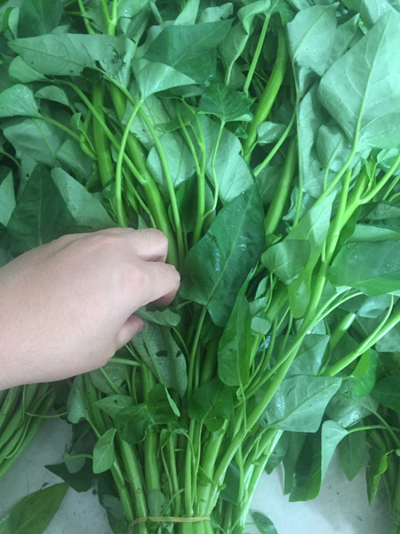 空心菜成都长期供应