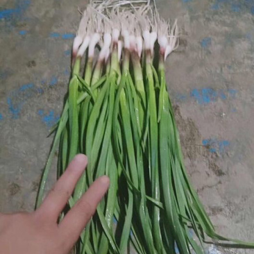 大量出售青蒜苗