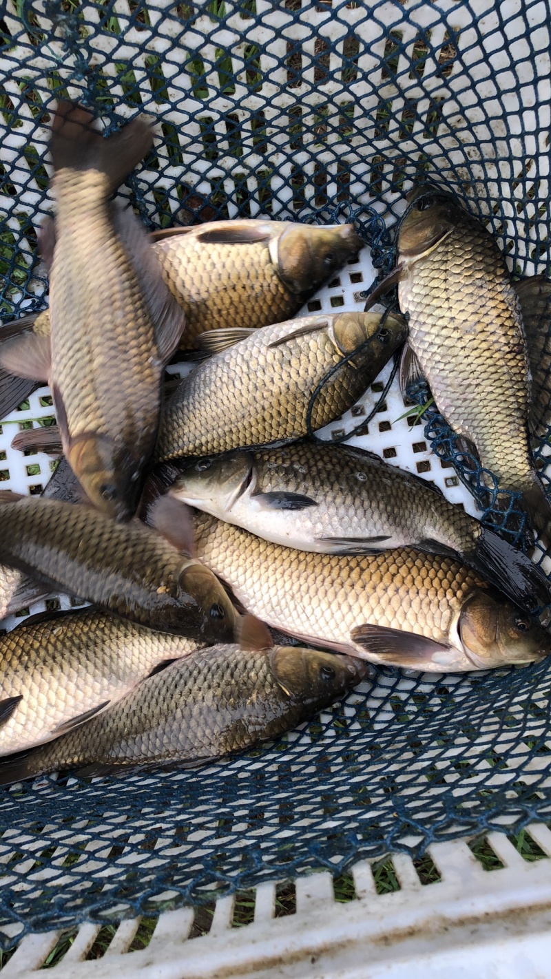 黄金鲫
