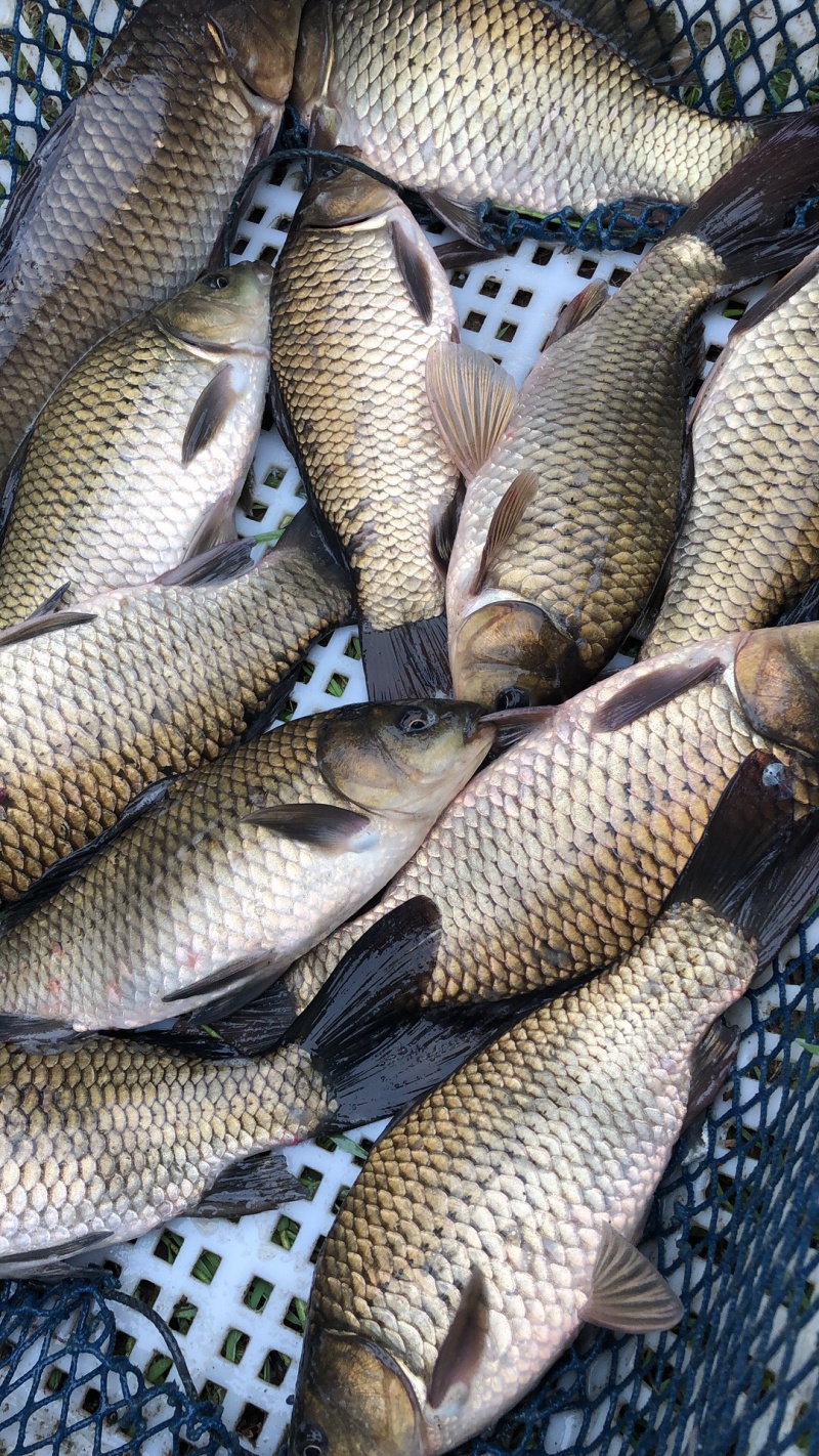 黄金鲫