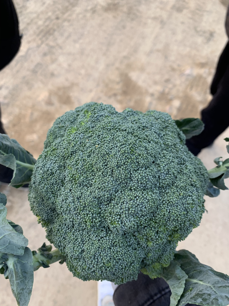 🥦精品西兰花🥦基地直供🥦欢迎咨询。