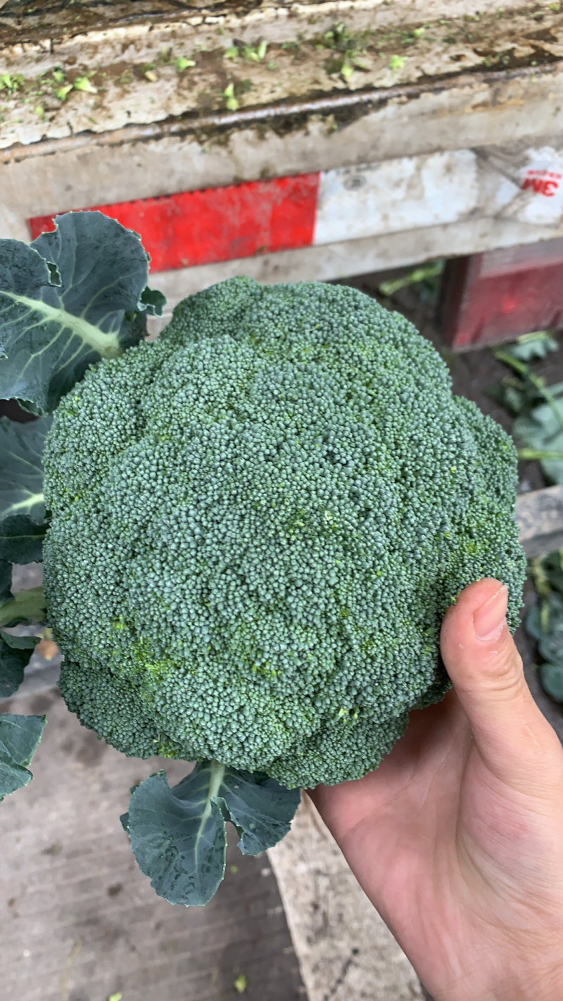 🥦精品西兰花🥦基地直供🥦欢迎咨询。