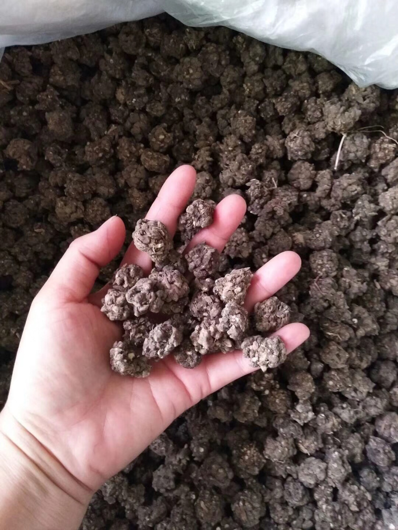 猫爪草（选装中粒)，产地新货，质量保证，爪子分明！