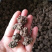 猫爪草（选装中粒)，产地新货，质量保证，爪子分明！