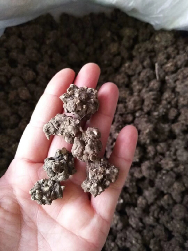 猫爪草（选装中粒)，产地新货，质量保证，爪子分明！