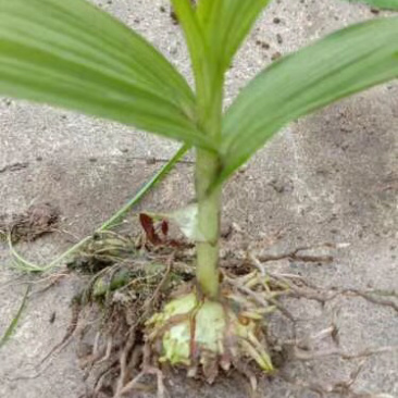白芨苗纯紫花三叉直播训化苗