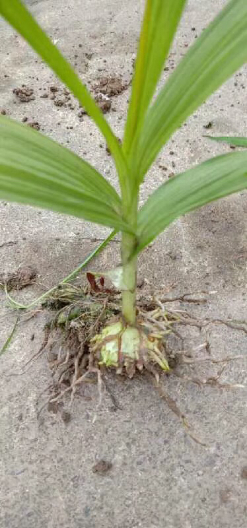 白芨苗纯紫花三叉直播训化苗