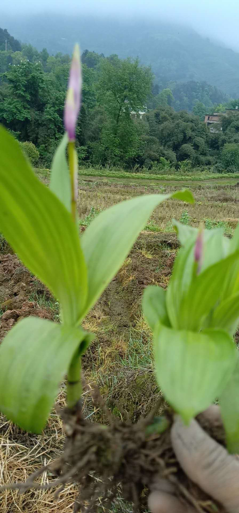 白芨苗纯紫花三叉直播训化苗