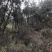 五千亩林地寻求合作
