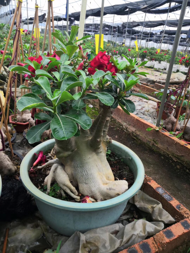 沙漠玫瑰单瓣和复瓣