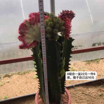 春风