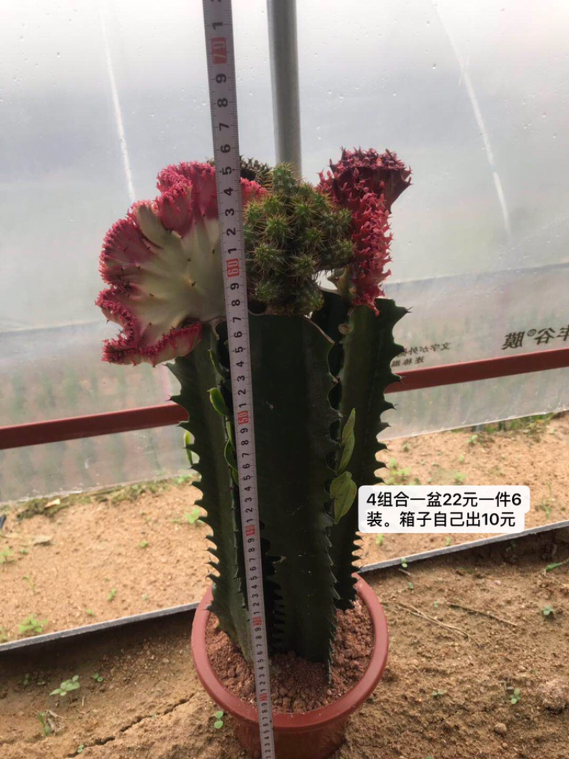 春风