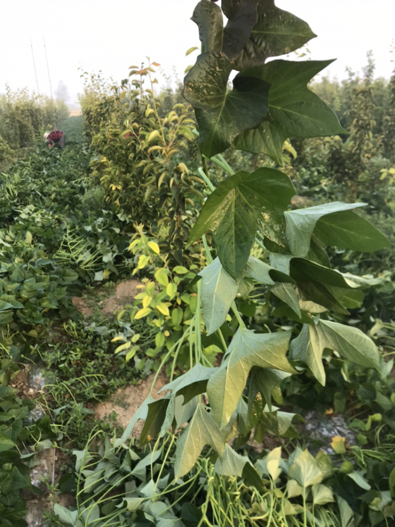 烟薯25大田剪秧，头茬苗10号大量上市啦