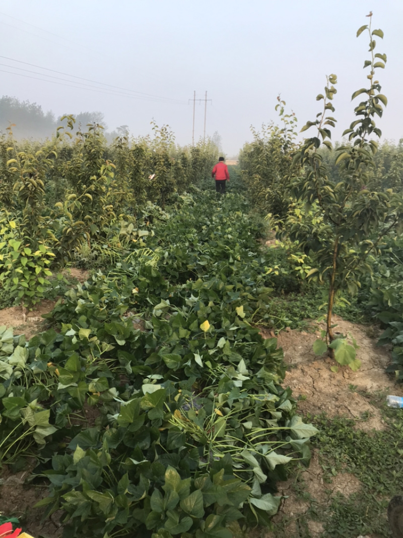 烟薯25大田剪秧，头茬苗10号大量上市啦