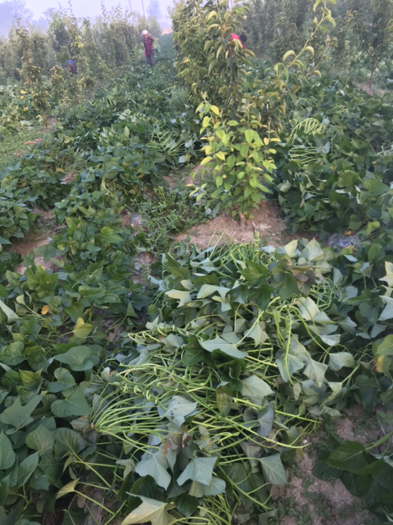 烟薯25大田剪秧，头茬苗10号大量上市啦