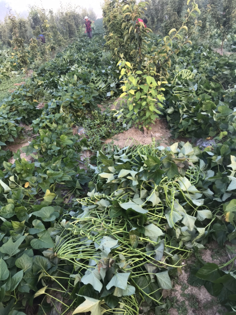 烟薯25大田剪秧，头茬苗10号大量上市啦