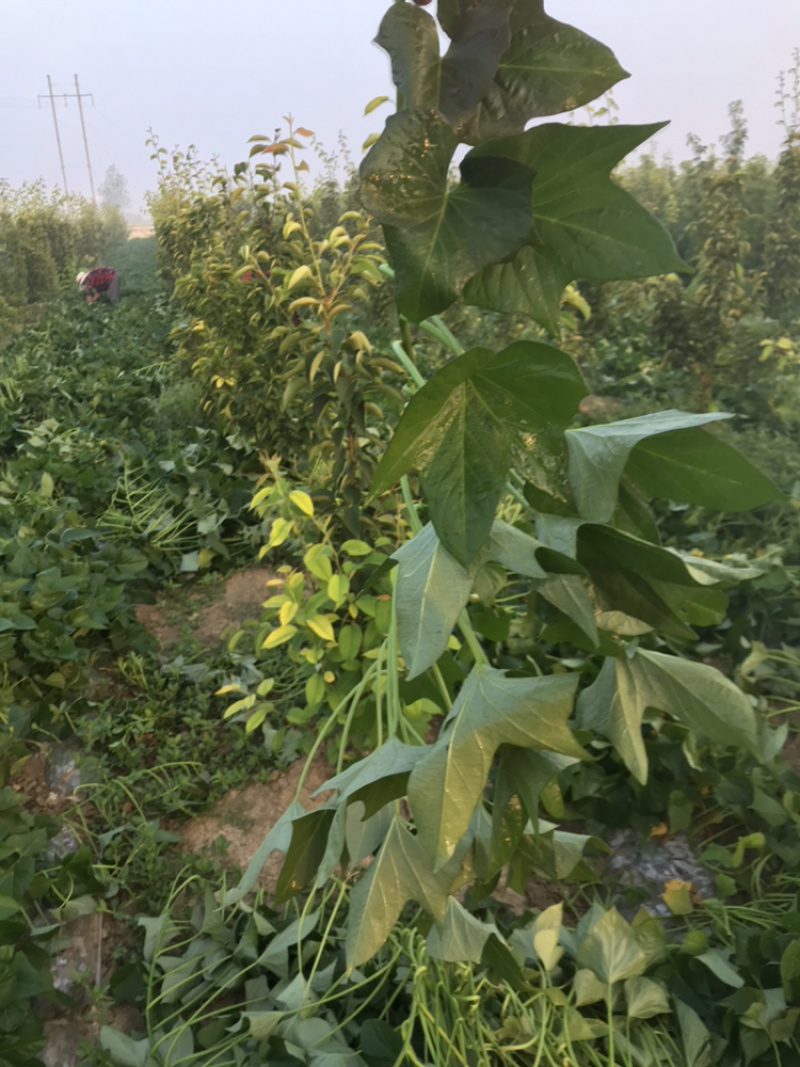 烟薯25大田剪秧，头茬苗10号大量上市啦