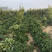 烟薯25大田剪秧，头茬苗10号大量上市啦