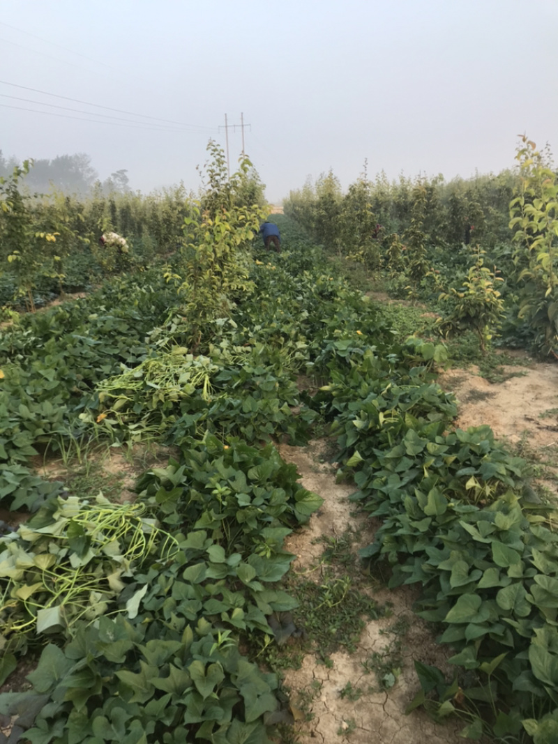 烟薯25大田剪秧，头茬苗10号大量上市啦